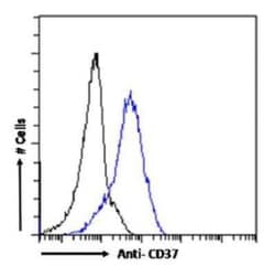 CD37 Antibody (G28-1) - Chimeric - Azide and BSA Free, Novus Biologicals