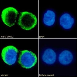 CD37 Antibody (G28-1) - Chimeric - Azide and BSA Free, Novus Biologicals