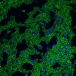 CD38 Antibody (1G7F4) - Azide and BSA Free, Novus Biologicals 0.1 mg; Unconjugated:Antibodies,