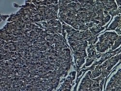 CD38 Antibody (1G7F4) - Azide and BSA Free, Novus Biologicals 0.1 mg; Unconjugated:Antibodies,