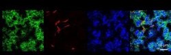 CD38 Antibody (1G7F4) - Azide and BSA Free, Novus Biologicals 0.1 mg; Unconjugated:Antibodies,