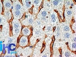 CD38 Antibody (1G7F4) - Azide and BSA Free, Novus Biologicals 0.1 mg; Unconjugated:Antibodies,