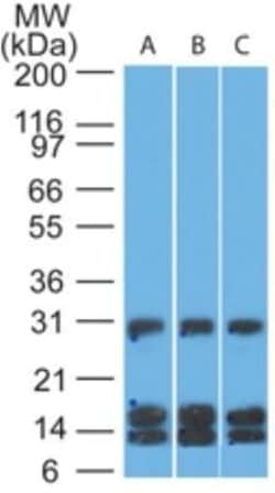 CD38 Antibody (1G7F4) - Azide and BSA Free, Novus Biologicals 0.1 mg; Unconjugated:Antibodies,
