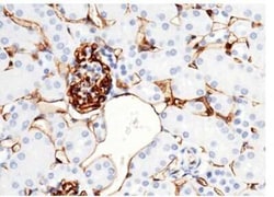 CD38 Rabbit anti-Mouse, Clone: 32, Novus Biologicals 50 &mu;g | Buy Online | Novus Biologicals | Fisher Scientific