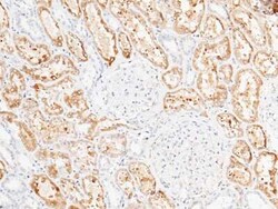 CD39L4/ENTPD5 Antibody, Novus Biologicals 100 &mu;g; Unconjugated:Antibodies,