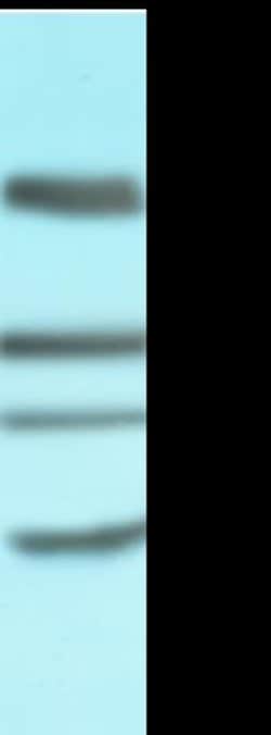 CD4 Antibody (CE9.1 (Clenoliximab)) - Azide and BSA Free, Novus Biologicals