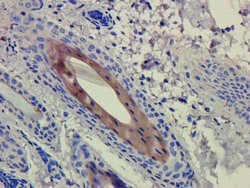 CD4 Antibody (CE9.1 (Clenoliximab)) - Azide and BSA Free, Novus Biologicals