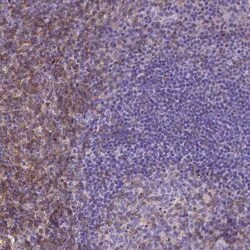 CD4 Antibody (CL0395), Novus Biologicals 25 &mu;L, Unconjugated:Antibodies,