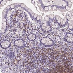 CD4 Antibody (CL0395), Novus Biologicals 25 &mu;L, Unconjugated:Antibodies,