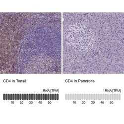 CD4 Antibody (CL0395), Novus Biologicals 25 &mu;L, Unconjugated:Antibodies,