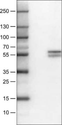 CD4 Antibody (CL0395), Novus Biologicals 25 &mu;L, Unconjugated:Antibodies,