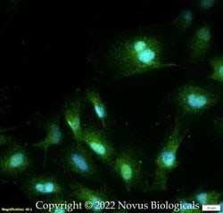 CD4 Antibody, Novus Biologicals:Antibodies:Primary Antibodies