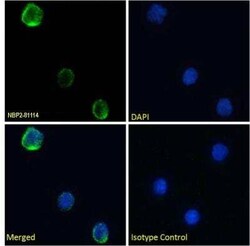 CD40 Ligand/TNFSF5, Rabbit anti-Human, Clone: YMF323.6, Novus Biologicals