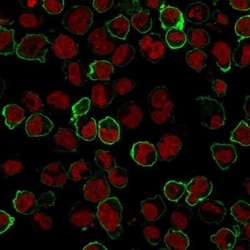 CD43/Sialophorin Antibody (Bra7G), Novus Biologicals 0.02mg; Unlabeled:Antibodies,