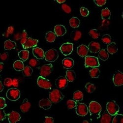 CD43/Sialophorin Antibody (SPN/1094), Novus Biologicals 0.1mg; Unlabeled:Antibodies,