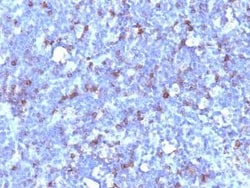 CD43/Sialophorin Antibody (SPN/1094), Novus Biologicals 0.1mg; Unlabeled:Antibodies,