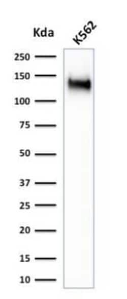 CD43/Sialophorin Antibody (SPN/1766R), Novus Biologicals:Antibodies:Primary