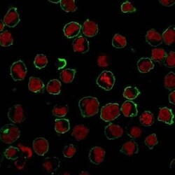 CD43/Sialophorin Antibody (SPN/839), Novus Biologicals:Antibodies:Primary