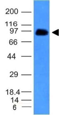CD43/Sialophorin Antibody (SPN/839), Novus Biologicals:Antibodies:Primary
