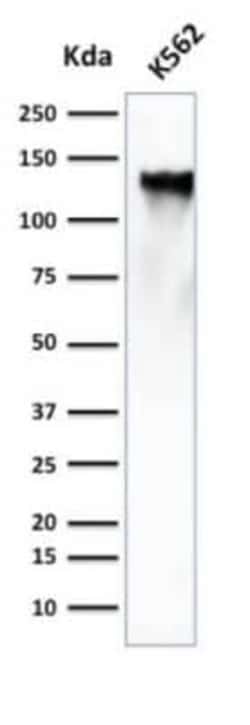 CD43/Sialophorin Antibody (SPN/839), Novus Biologicals:Antibodies:Primary