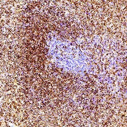 Rat CD43 Antibody, R D Systems 100 &mu;g; Unconjugated:Antibodies, Monoclonal