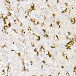 CD44 Rabbit anti-Human, Clone: 2V9T2, Novus Biologicals 100 &mu;g; Unconjugated:Antibodies,