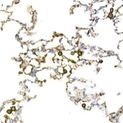 CD44 Rabbit anti-Human, Clone: 2V9T2, Novus Biologicals 100 &mu;g; Unconjugated:Antibodies,