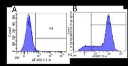 CD44, Rabbit anti-Human,Mouse,Rat,Bovine,Goat,Primate,Rabbit,Sheep, Clone:
