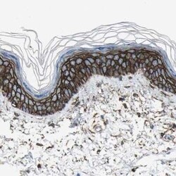 CD44 Antibody, Novus Biologicals 25 &mu;L; Unconjugated:Antibodies, Polyclonal