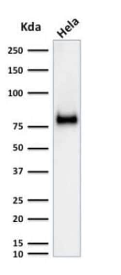 CD44 Antibody (SPM521), Novus Biologicals:Antibodies:Primary Antibodies