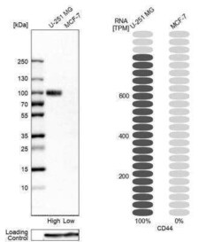 CD44 Antibody, Novus Biologicals 25 &mu;L; Unconjugated:Antibodies, Polyclonal