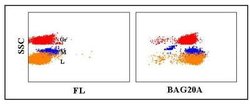 CD45 Antibody (BAGB20A), Novus Biologicals 0.1mg:Antibodies, Monoclonal