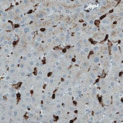 CD45 Antibody (CL0159), Novus Biologicals 25 &mu;L, Unconjugated:Antibodies,