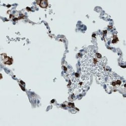 CD45 Antibody (CL0159), Novus Biologicals 25 &mu;L, Unconjugated:Antibodies,