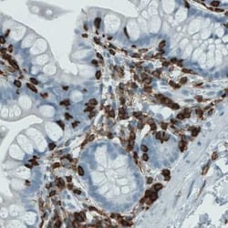CD45 Antibody (CL0159), Novus Biologicals 25 &mu;L, Unconjugated:Antibodies,