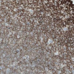 CD45 Antibody (CL0159), Novus Biologicals 25 &mu;L, Unconjugated:Antibodies,