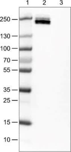 CD45 Antibody (CL0159), Novus Biologicals 25 &mu;L, Unconjugated:Antibodies,