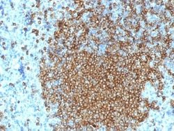 CD45RA Mouse anti-Human, Clone: K4B5, Novus Biologicals:Antibodies:Primary