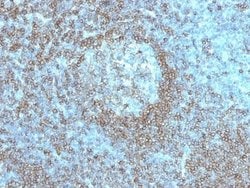 CD45RA Mouse anti-Human, Clone: K4B5, Novus Biologicals:Antibodies:Primary