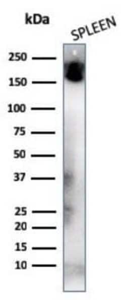 CD45RA Mouse anti-Human, Clone: K4B5, Novus Biologicals:Antibodies:Primary