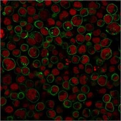 CD45RA Antibody (111-1C5), Novus Biologicals:Antibodies:Primary Antibodies