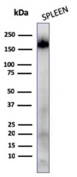 CD45RA Antibody (111-1C5), Novus Biologicals:Antibodies:Primary Antibodies