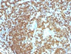CD45RA Antibody (158-4D3), Novus Biologicals:Antibodies:Primary Antibodies