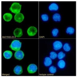 CD45RA Rabbit anti-Human, Clone: OTH-74D4, Novus Biologicals 0.2 mg | Buy Online | Novus Biologicals | Fisher Scientific