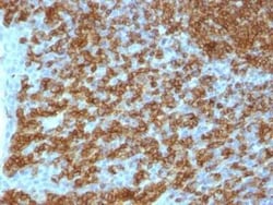 CD45RA Antibody (PTPRC/1148), Novus Biologicals 0.02mg; Unlabeled:Antibodies,