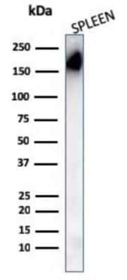 CD45RA Antibody (PTPRC/1148), Novus Biologicals 0.02mg; Unlabeled:Antibodies,