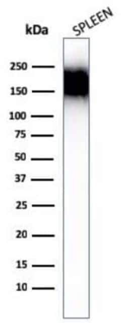 CD45RA Antibody (SPM504), Novus Biologicals:Antibodies:Primary Antibodies