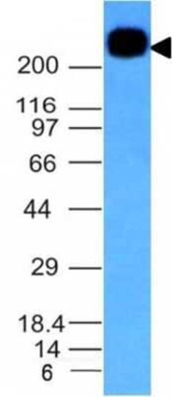 CD45RB Antibody (PTPRC/1132), Novus Biologicals 0.1mg; Unlabeled:Antibodies,