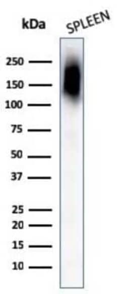 CD45RB Antibody (PTPRC/1132), Novus Biologicals 0.1mg; Unlabeled:Antibodies,