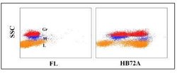 CD45RO predicted Antibody (HB72A), Novus Biologicals 0.1mg:Antibodies,